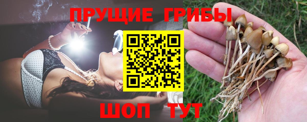 Псилоцибиновые грибы Cubensis Ногинск